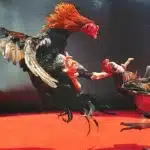 lối đánh nguy hiểm của kê gà