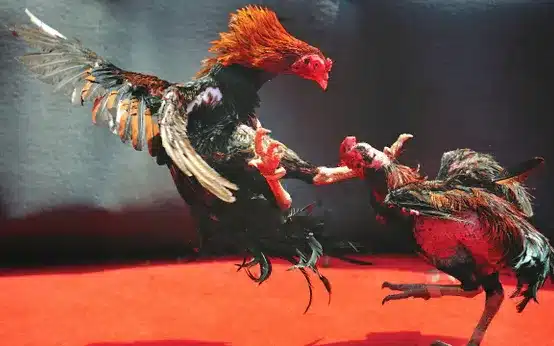 lối đánh nguy hiểm của kê gà